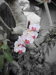 Gana Bali Guest House - 8