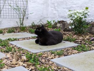 Charming house with garden - 1