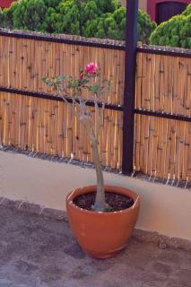 Casa En el Corazón de Oaxaca - Città di Oaxaca - 9