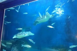 villa piscine proche des plages - 8