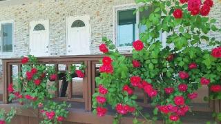 Nonsan Wild Flower Pension - Nonsan - 4