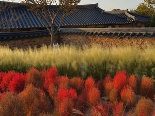 Naju Gotaeg Flowers are blooming on the mountain - 6