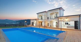 The Stay Gold Dog - 7