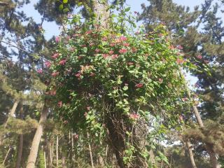 Pine Fragrance Green Pension Taean - Taean - 7