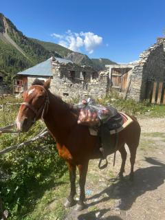 Tamazi guest house - 1