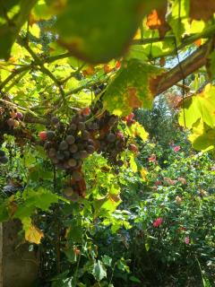 Appartement dans maison d'hôte - Arthès - 3