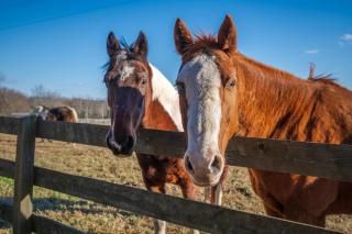 Rusmar Farm Equine Country Living 'n Powhatan, VA - Powhatan - 0