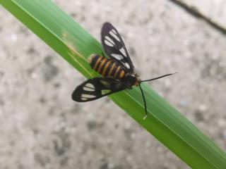 Magnificent Mountain & Lake Views' Suite Cycas - 7