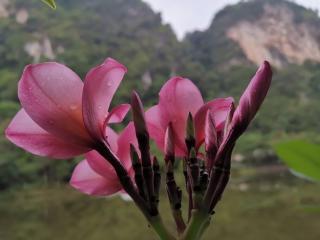 Magnificent Mountain & Lake Views' Suite Cycas - Kampong Batu Lapan - 3