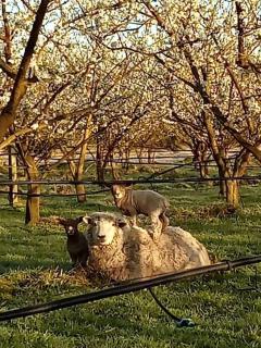 Havelock North Cottage on Organic Orchard - Havelock North - 0
