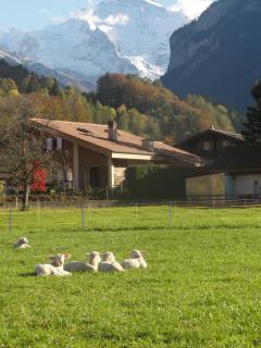 Apartment Beck - Wilderswil - 9