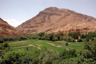 Palmeraie Guest House - 2