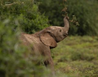 Woodbury Manor - Amakhala Game Reserve - Sidbury - 1