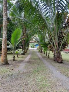 Riverside Oasis Cabin with A C - Guápiles - 8
