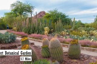 Desert Rose - 4BR Home near Old Town - Scottsdale - 3