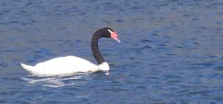 Twin Brothers Pichidangui 1 - 9