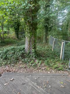 Mini Forest in the City - 2