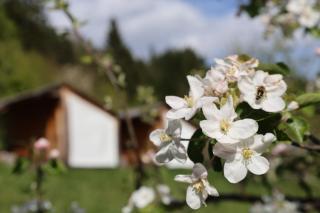 Mountain View Apartments - Pr` Potovcn`k - Dovje - 2