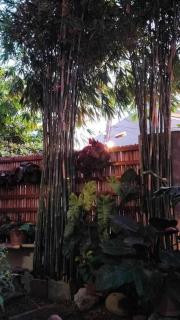House of Bela - Iloilo - 8