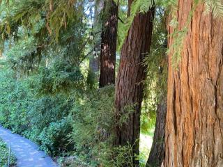 Redwood Garden - 4