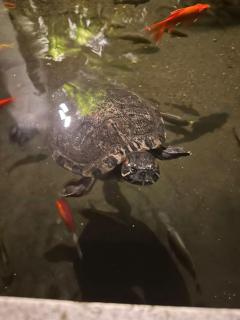 Villa Chill Bali - 8