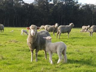 DONN4254S - Wilga Farm Stay - Shearer's Shack Single - Boyup Brook - 8