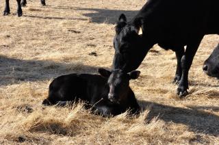 DONN4254S - Wilga Farm Stay - Shearer's Shack Single - Boyup Brook - 6