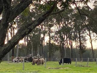 DONN4254S - Wilga Farm Stay - Shearer's Shack Single - Boyup Brook - 5