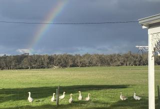 DONN4254S - Wilga Farm Stay - Shearer's Shack Single - Boyup Brook - 2