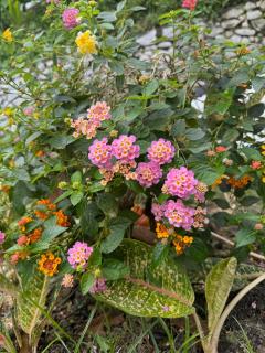 Hillside Red Cabin - 4