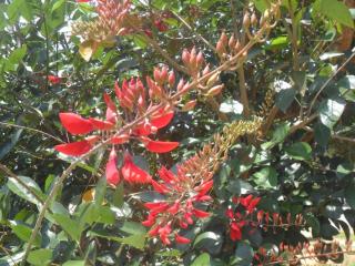 Mahaweli Regent Hotel - 1