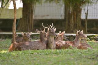 Pineapple Mansion - 2