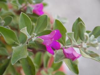 Maesai Holic Lodge - 1