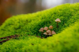 Casas Rurales Acebuche en Valle del Ambroz - 1
