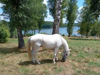 Hotel Vlasina - Vlasinsko jezero - 2