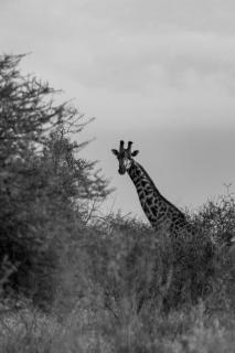 Olemayian Amboseli Cottages - Kimana - 8