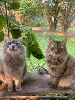 Casa com banheira e lareira 12km da cidade - 3