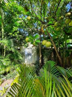 Jolie maisonnette, piscine, jacuzzi - Sainte-Suzanne - 9