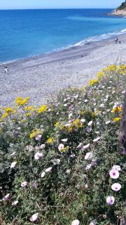 Casa Gelsomino - Costa dʼOneglia - 3
