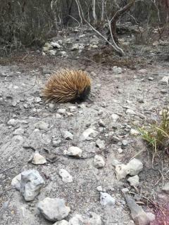 Kangaroo Island Supashak - Vivonne Bay - 9