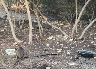 Kangaroo Island Supashak - 5