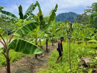 Batu Ridi Jungle - Timbanglawang - 4
