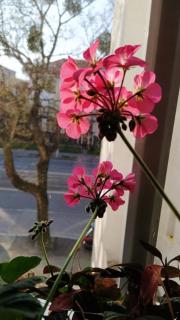 Cozy and Modern 2-bedroom Apartment - Koliba - 4