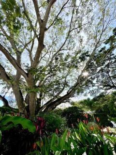 CU28 New 3 Bdrm Home w Pool and Guanacaste Tree - 1