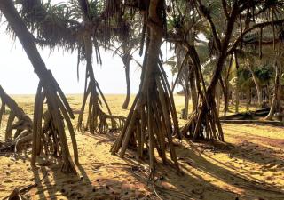 Sri lanka Beach House Hotel - 3