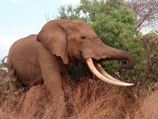 Tausa Tsavo Eco Lodge - 0