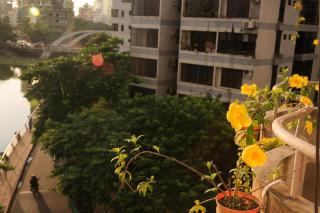Tropical Daisy - Dhaka - 3