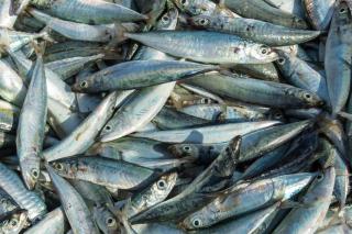 Nyiur Resort Hotel - 2