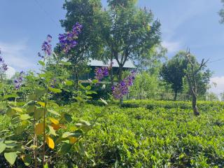 Ananda Rest-Ella - 9