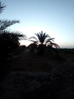 Sagda - Siwa - 5